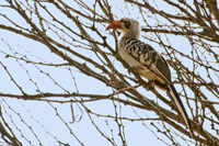 Tockus flavirostris